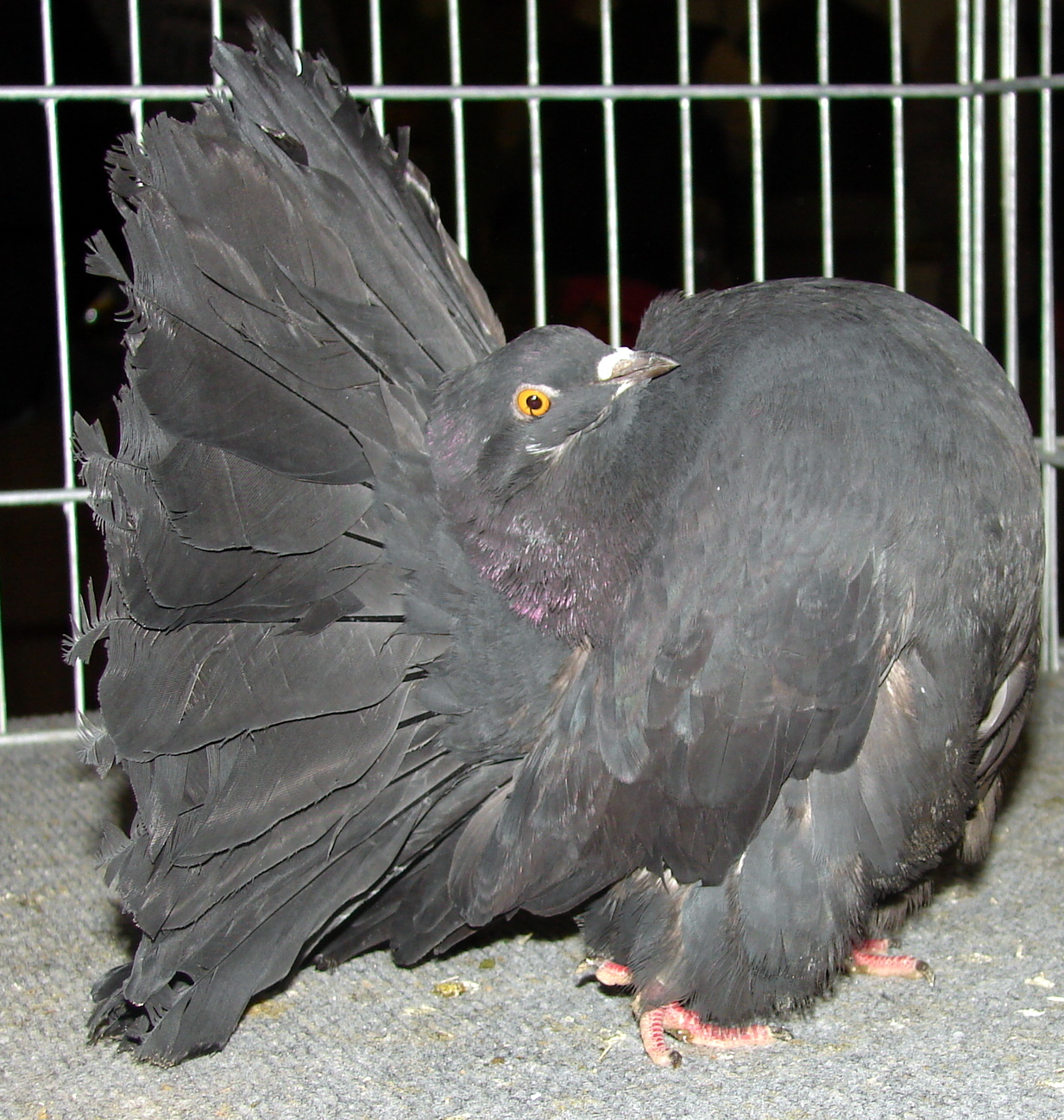 DSC09765.JPG